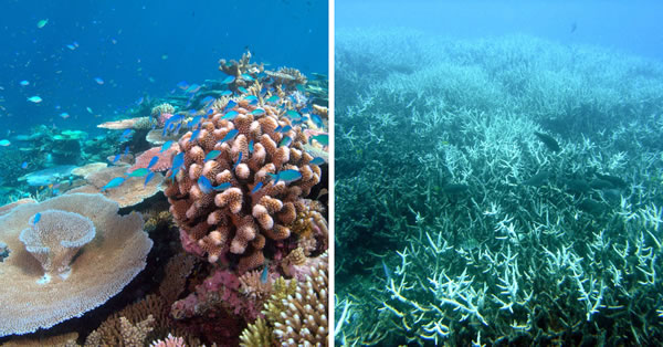 healthy coral and bleached coral