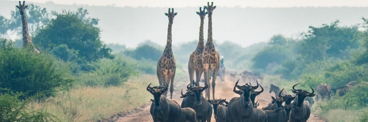 Giraffe, zebras and other African animals on a road